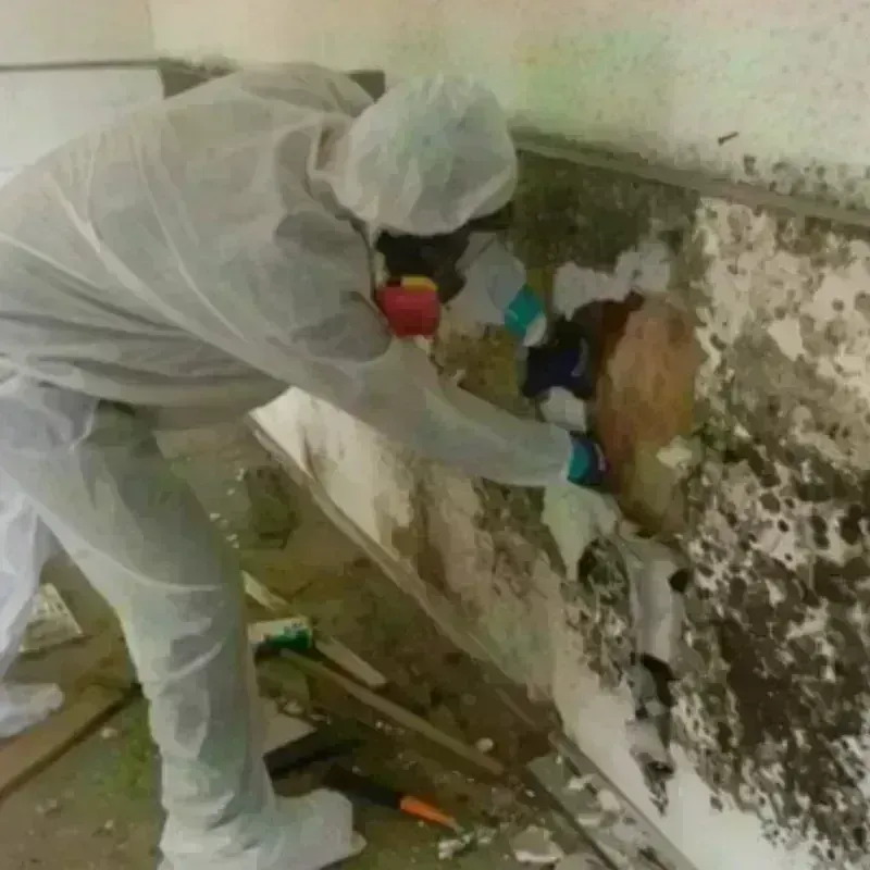 Mold Remediation and Removal in Hawthorne, FL